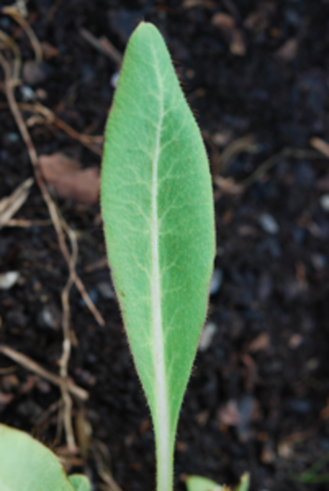 Single leaf showing white mid-rib.